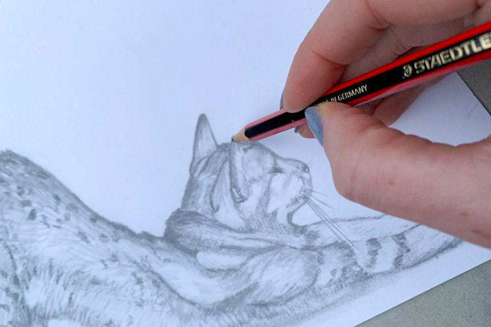 a hand pencil sketching a cat