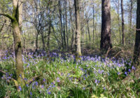 Bluebells in the trees in Black Park