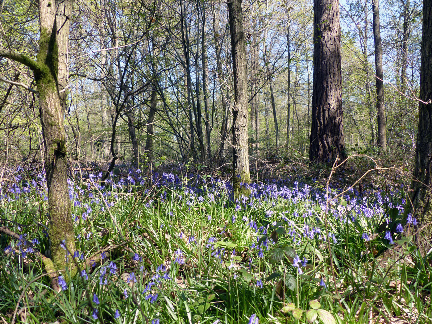 Bluebells in the trees in Black Park