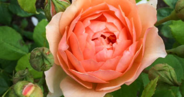 Photos of beautiful roses, taken at RHS Wisley in July 2020