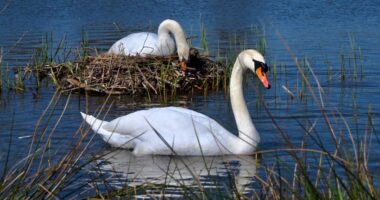 Swans at their nest