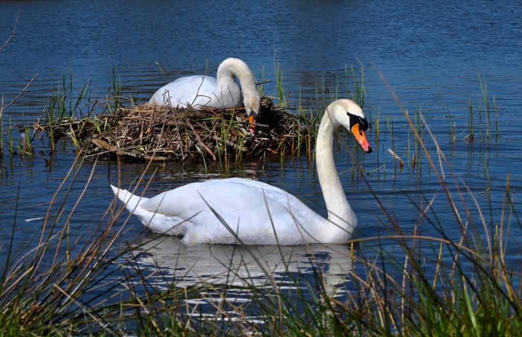 Swans at their nest