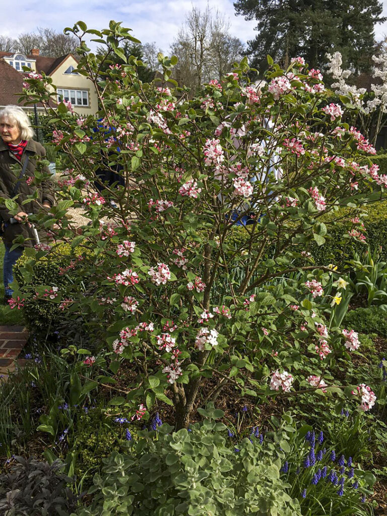 Phototaken at Brownswood garden, Beaconsfield